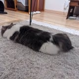 �����߂ɂ��炷�A�~���N��I���[�u�c�ق����肷������L�������g�H�ו��l�[���h�ɂȂ������P 