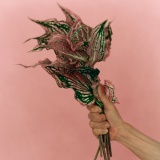 �{�{�_���̐V�ȁuP.S. I love you�v�z�M�W���P�b�g 