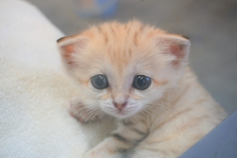 砂漠の天使 スナネコの赤ちゃん8 12より展示 世界最小級の野生ネコ Oricon News