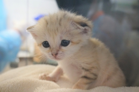 画像 写真 砂漠の天使 スナネコの赤ちゃん8 12より展示 世界最小級の野生ネコ 2枚目 Oricon News