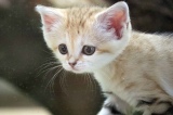 画像 写真 砂漠の天使 スナネコの赤ちゃん8 12より展示 世界最小級の野生ネコ 2枚目 Oricon News