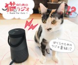 wLl̂߂̃WI`Radio For Cats`x(C)TBSWI 