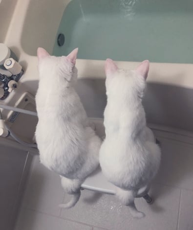 毎日お風呂のお湯張りを眺める2匹の猫（画像提供：＠yasuko_momose） 