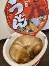 なんて大きなお揚げ きつねうどんに擬態した柴犬 飼い主さんに聞いた 本当の姿 が意外すぎた Oricon News