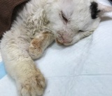 �u�s�K�ȔL�������āI�v�M���M���̏�Ԃŕی�A�Ŋ��͉��₩�Ɂc�K���ɗ��������L���� 