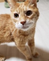 �u13�N�Ԃ̉����ꐶ���v�u�����n����DV�v�A�ߍ��Ȕ����𐶂������K�������񂾔L���� 