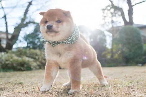 豆助 画像・写真 | 25代目豆助デビュー 成長日記をYouTubeで配信 2枚目