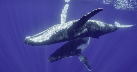 ジェームズ キャメロンが誘う クジラたちの謎に包まれた美しい世界へ Oricon News