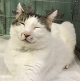 �u���E�ꂩ�킢���v�j�R�j�R�̔L�����y�����O? ��Q�������ی�L�������K�������ނ܂� 