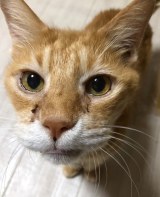 �u13�N�ԁA������Ő������v����m��Ȃ��ܖڂ̔L�A�u�������v�ł͖���a���邱�Ƃ͂ł��Ȃ� 