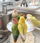 �C���R�����イ���イ�A�����тŏ��荇������Ɂu�S�������c�v ���ǂ��Ƒ��̗��Ɏ�����̎v�� 