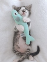 �y�L�A�ځz�u�l�Ԃ݂����v�u����ȑ̐���?�v�c���Ă��邾���Ŗ������g�Q�q�h�̎p 