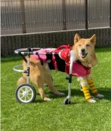 �Q������ɂȂ��Ă��ԃC�X�ł̎U�������ۂɁA�h���΂����h�̈�����i�ގp�Ɂu�E�C���܂�����������v 