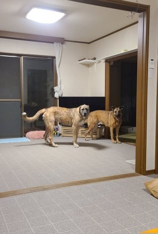 サムネイル 「散歩いきませんか…？」2匹の超大型犬に、じっ…と見つめられる飼い主さん（画像提供：肩幅広美さん） 