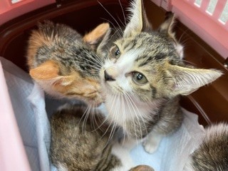 間寛平に似てる？」「ガリガリだった猫が…」環境で変わる子猫の顔