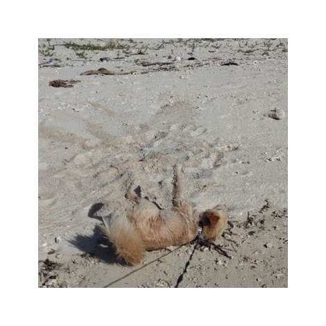 沖縄県・久米島のイーフビーチで楽しく遊び、”砂まみれ”になる大吉くん 