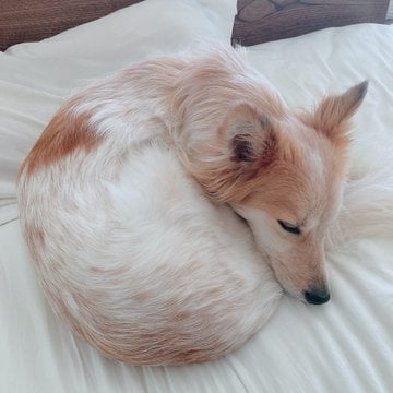 ツヤツヤの「犬ドーナツ」「アンモナイト」!?　野良犬だったとは信じられないほど成長、安心して眠る雑種犬・たろくん（画像提供：@NINI50988934） 