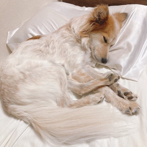 枕に顔を預け、このような姿で眠ることも。飼い主さんはなかなか起こせないという 