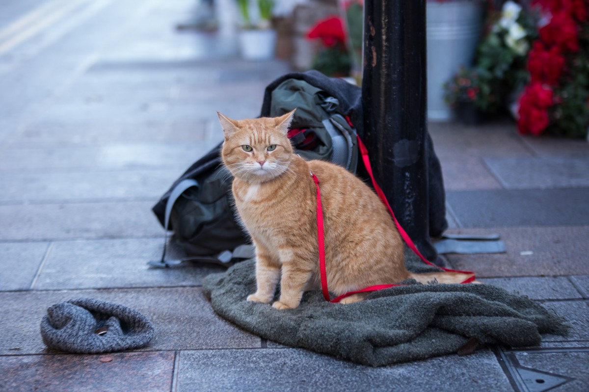 世界一有名な猫・ボブとハイタッチ！『ボブという名の猫２』本編映像＆新場面写真 | ORICON NEWS