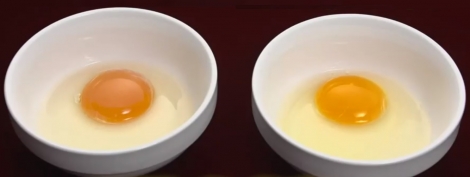 一般的な卵イメージ（左）と新商品のカスタード原料に使用している卵（右） 