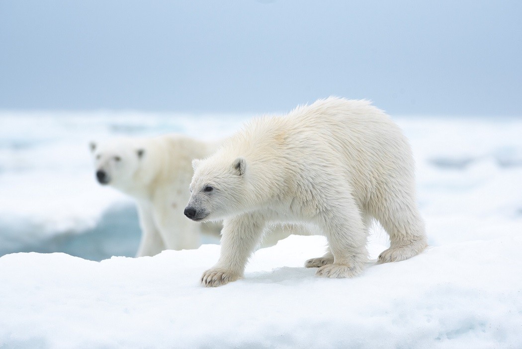 毎日が冒険、映像は大迫力 ホッキョクグマの子育てに密着したドキュメンタリー | ORICON NEWS