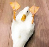 �u������܂ŃJ���C�C!�v���`���`���E�ŏ��A�q���A�Â�������t�N���E�c�����傪���������Ð��� 