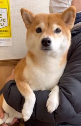 �u�ߋ��ő勉�́h�k���h�ł����v���ˑO�Ƀ}�i�[���[�h���~�܂�Ȃ��Č��A���K���Ƃ��낪�����ς��̑ς��E�Ԏp 