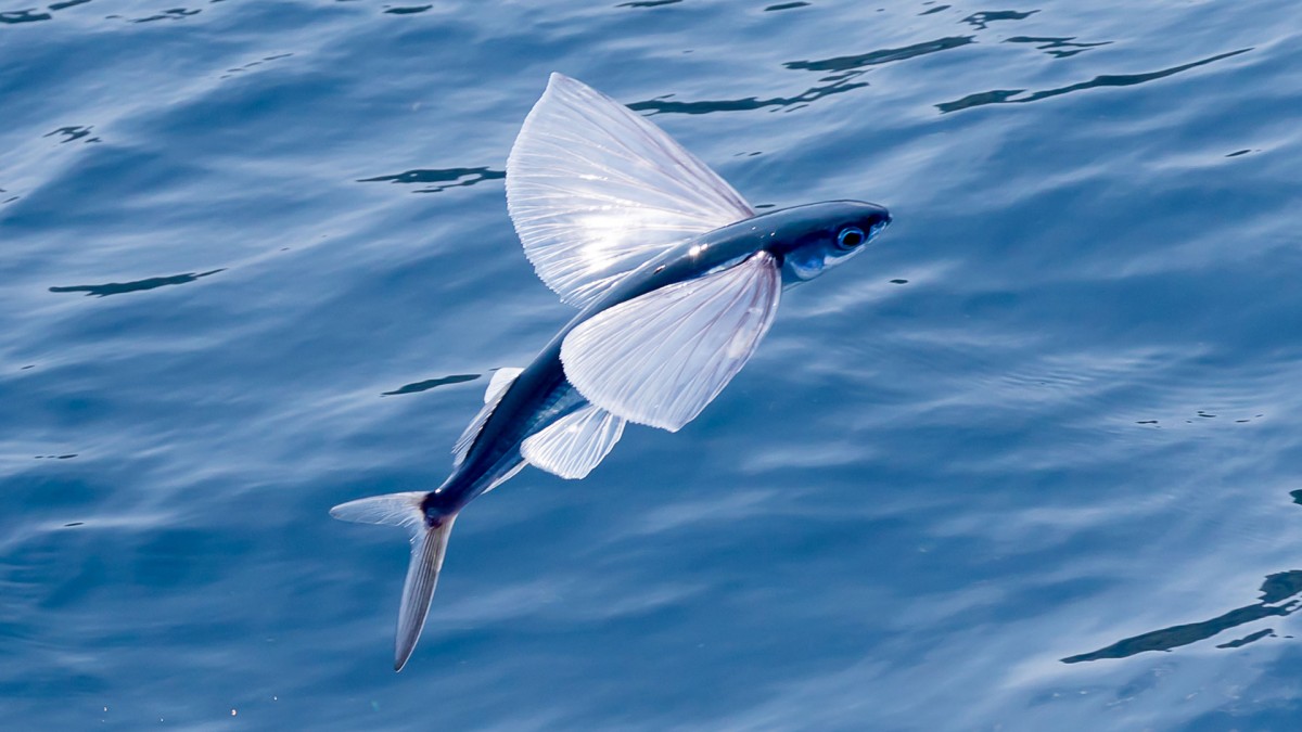 トビウオ ギネス世界記録“トビウオの最長飛行”『ダーウィンが来た！』5・18深夜