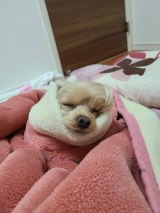 �u���j�������؂������v��J�߂Ă���܂���? �����傳��ƈꏏ�Ɏd�����撣�����Ј����̐Q�p 