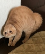 �u���A���L�o�X?�v�u�悭�g�������G�r�t���C?�v�c�����傪��x�����������ƂȂ����L�̎p����엘�Ղ�� 