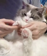 �y�L�A�ځz�u�C���C���ł͂Ȃ��C�`���C�`��?�v�ܐ؂肳���Ă���Ȃ��L�A���������g��߂Ċ�h�ɂ����˘A�� 