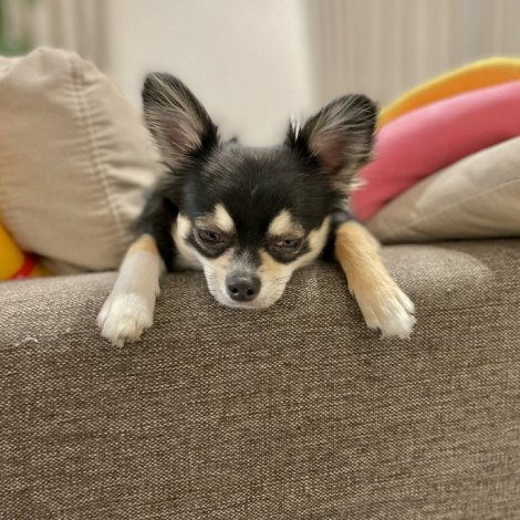 「眠い」と「まだ遊びたい」の間にいる犬。（画像提供：@gomachihuahua） 