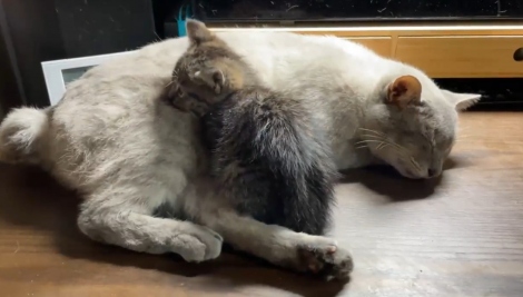 サムネイル たぬに寄り添う保護猫・しま子の動画に反響（@nekotoixtusho） 