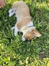 �u���w���ɗF�B����ꂸ�A���ŐQ�Ă������Ɏ��Ă���c�v���h�b�O�����ŗV�΂��Q�n�߂Ă��܂����R�[�M�[�̂��̌� 