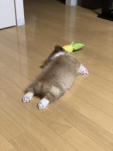 �u�l�Ԃ̎q�ǂ��ƈꏏ�c�v�V��ł�����}�ɓd�r���؂�Ă��܂����q���A�����ۏo���̐Q�p�ɔ��� 