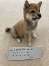 �u�����ڂ����ڂ��A���A�ځc�v�S�ɑi�������铤�Ă̍U���ɋ����Ă��܂��������傳��u���̌�A���ʂĂ܂����v 