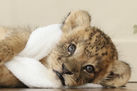 画像 写真 あざと可愛い を分かっているライオンの赤ちゃんに反響 破壊力満点 実にけしからん 最新ニュース 5枚目 Eltha エルザ