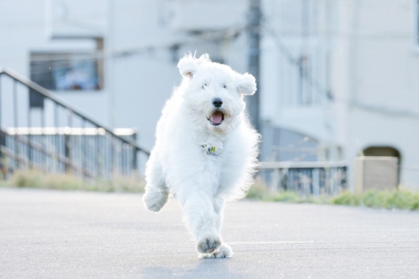 画像 写真 映画 ハウ 俳優犬 ベックの 天才ぶり にプロデューサー 監督もびっくり 2枚目 Oricon News