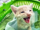 ギリギリで救出された子猫『ミラクル太郎』（写真：ねこけんブログより） 