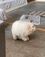 �Z���Ďl�p���`��&��������Ɂc�g������h��ԂɂȂ��Ă����킢�������̏Ռ��I�Ȏp 