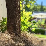 �u�����������čD���ȋG�߂�����Ă����`�I�@�Ȃ񂩍ŋ߂�邱�ƂȂ��ĉɂ��Ȃ��B�v�i�A�[�X�������Instagram���j 