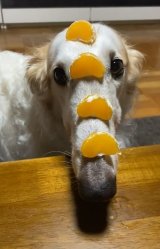 �Ȃ��`����Ɂg4�݂̂���h���悹��{���]�C �uWhy the long face?�v�ƊC�O������������X 