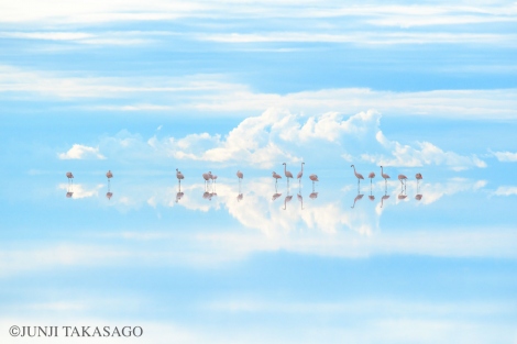 『Wildlife Photographer of the Year』自然芸術部門で最優秀賞を受賞した作品『Heavenly flamingos』 