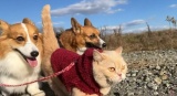 散歩中の3匹、猫のととろちゃんは犬顔負けの体力を見せている（画像提供：muchi21067312さん） 