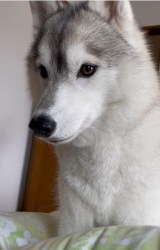 �u�V���^�b!!�v�ؗ�Ȕ�э��݂Ńx�b�h�ɒ��n�c�܂��Q���������傳����N�����A���ӂ��Ӄn�X�L�[�ɔ��� 