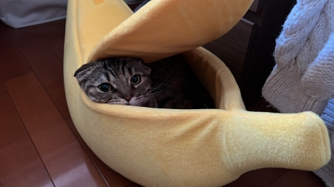 まつたけちゃんお気に入りのバナナ型のベッド（＠matsutake_cat） 
