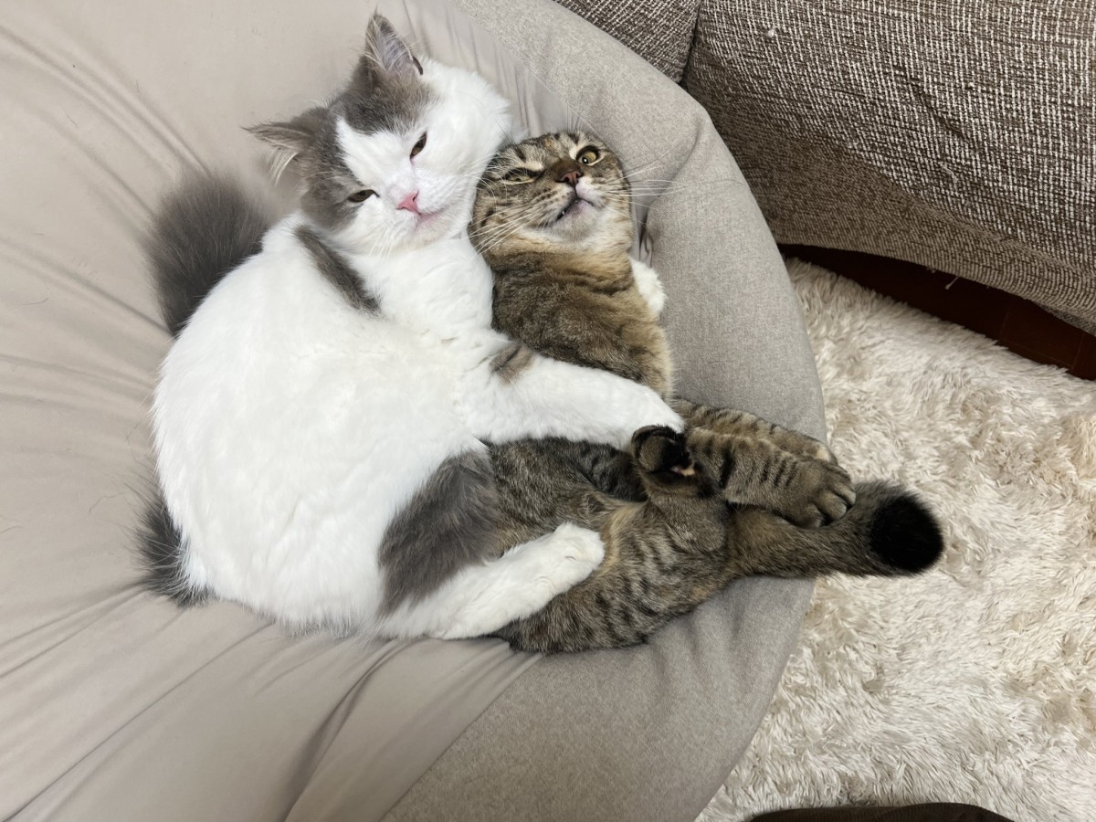 イギリス製デコパージュ猫 立ち姿の凛々しいデコパージュされた猫