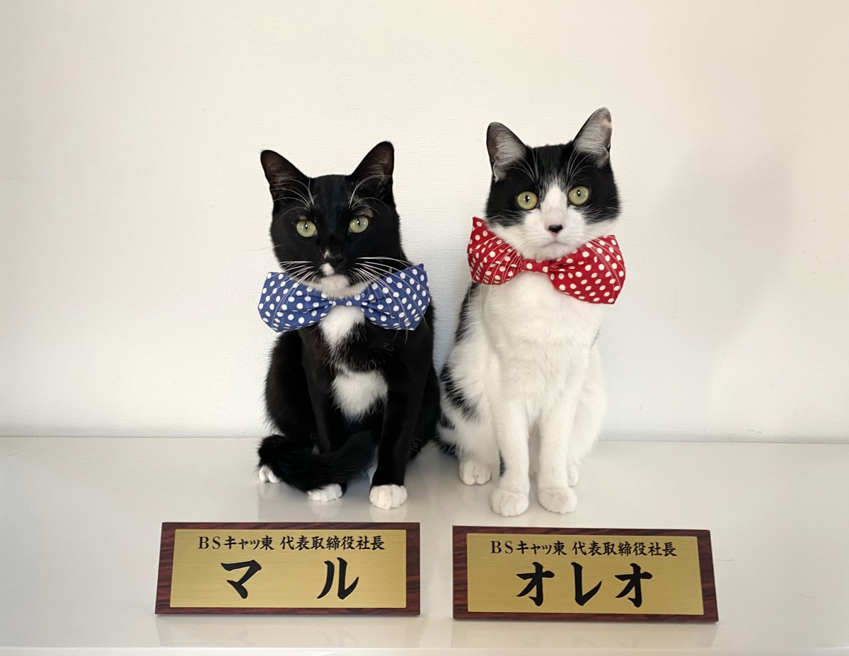 【2025正規激安】 オレオちゃん専用 （なが〜いロールケーキ ロールちゃん その他