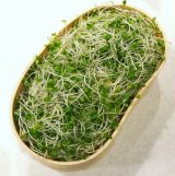 �ٓ��J������Ő�? �v�ւ́g�d�Ԃ��h�Ɂu����͐_�ٓ��v�{���ٓ��ɍ��߂�Ȃ̐S�� 