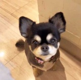 �u�Ȃ�ėD�����ڂ����Ă���́c�v������������܂𗬂��A�`������������h�傫�Ȉ��h 